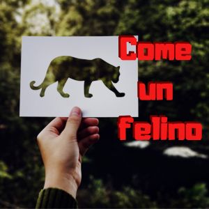 Come un felino